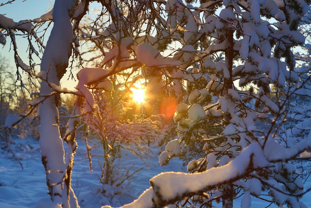 Wilderness Muotka & Igloos Hotelli